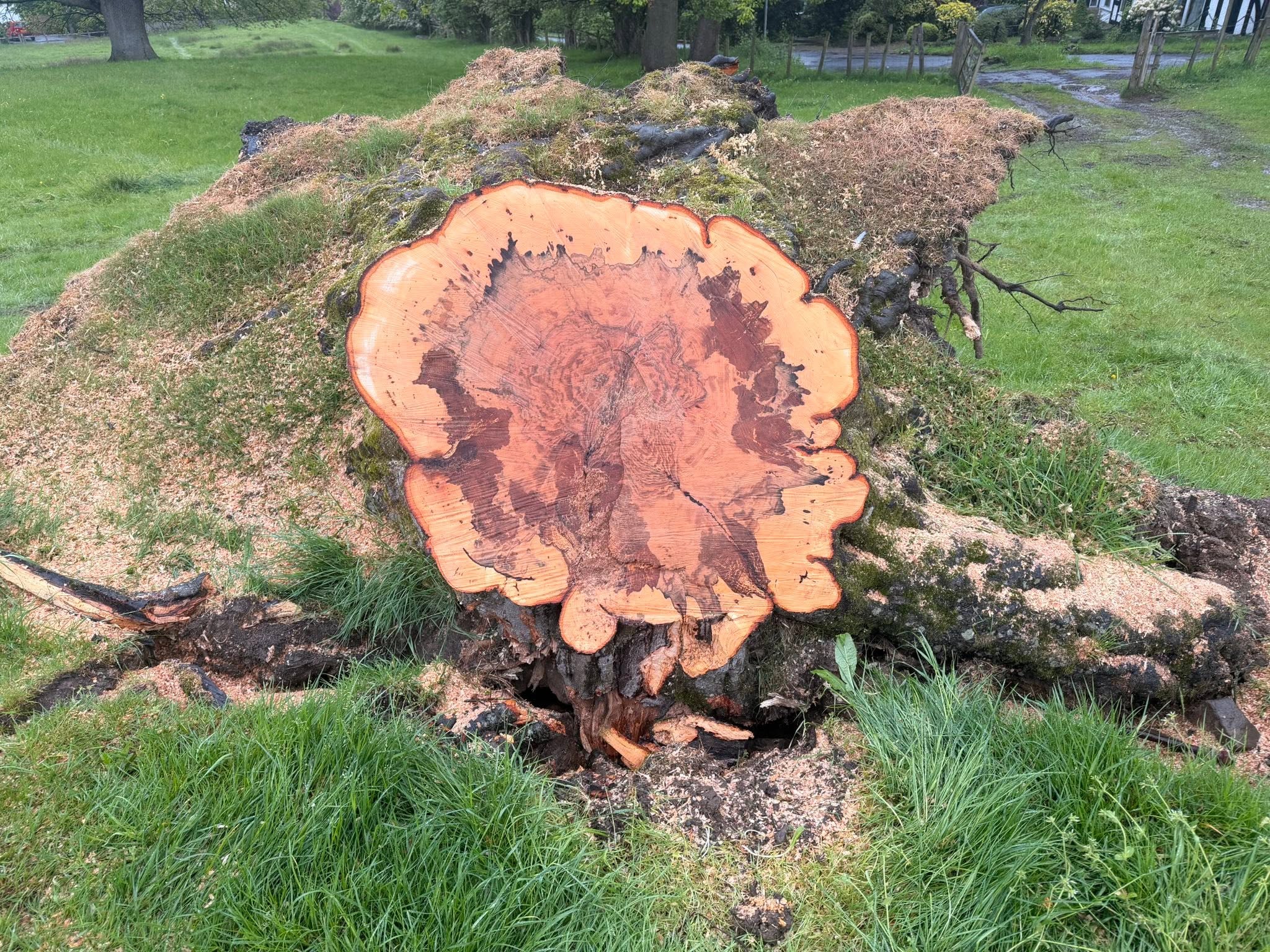 Cross section of cut timber at one of Chevin’s work sites
